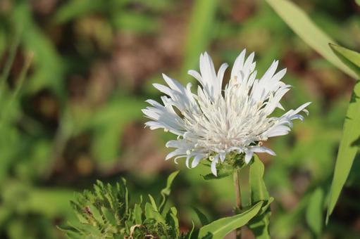 ストケシアの白い花ぴらの花のアップ ストケシアの白い花ぴらの花のアップの写真