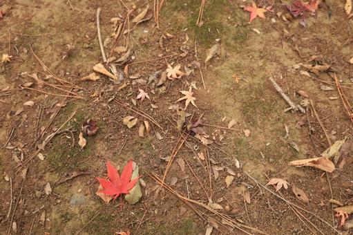 地面に落ちた赤い紅葉 地面,土,田舎の写真素材