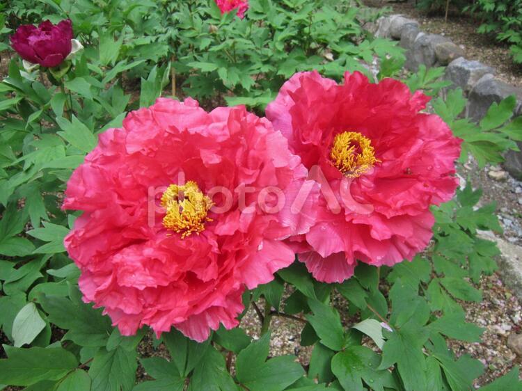 牡丹 花,牡丹,奈良の写真素材