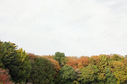 紅葉し始めた木々1 風景,田舎,公園の写真素材