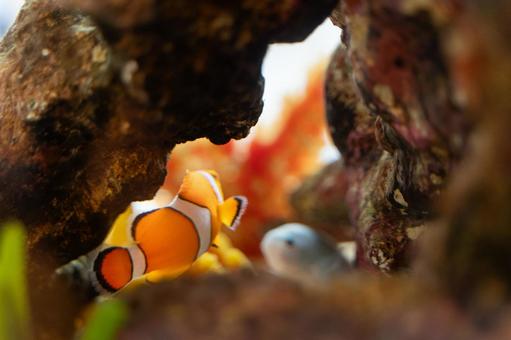 水槽を泳ぐクマノミと珊瑚④ 水槽を泳ぐクマノミと珊瑚④ クマノミ,熱帯魚,水槽の写真素材