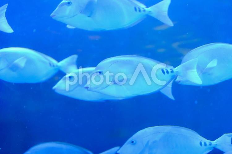 水族館で泳ぐ魚群の素材 水族館,アクアリウム,魚の写真素材