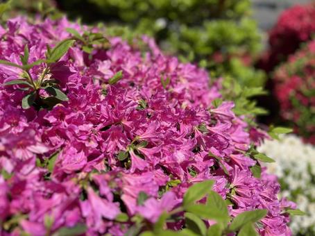 azalea, JPG