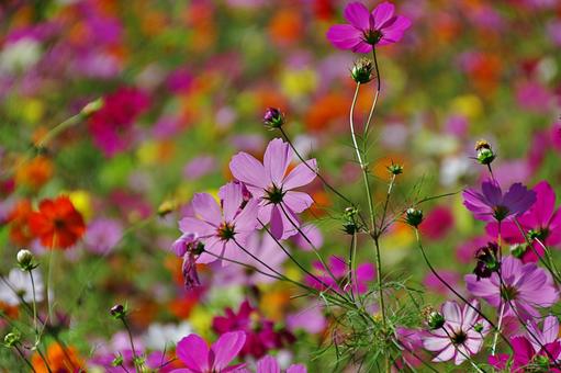 コスモス幻想 コスモス幻想 コスモス,秋桜,満開の写真素材