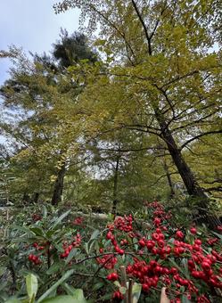 秋。赤い実。の写真