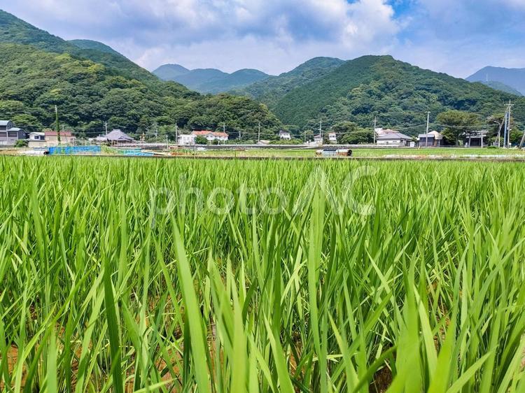 静岡県伊豆市小土肥の田んぼの風景 水田,田圃,稲作の写真素材