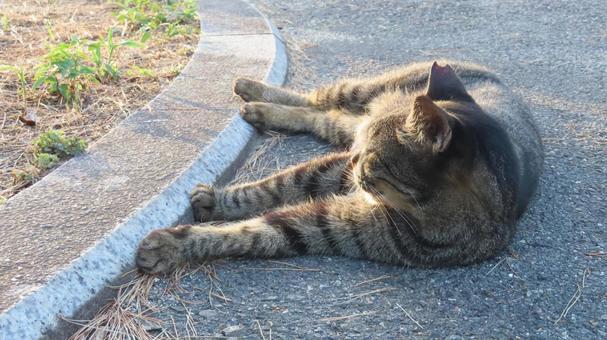 夕日を浴びながら涼んでいるもふもふな猫 夕日を浴びながら涼んでいるもふもふな猫 猫,キジトラ,夕涼みの写真素材