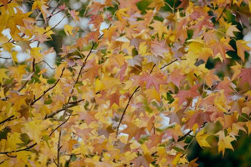 紅葉 紅葉 もみじ,椛,植物の写真素材