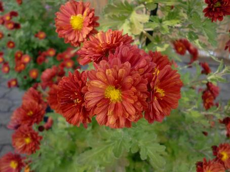 コギクの花 植物,花,キク科の写真素材