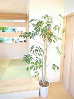 観葉植物 シェフレラ カポック 10号鉢 観葉植物 シェフレラ カポック 10号鉢の写真