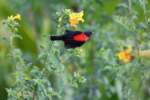 クロアカミツスイの写真