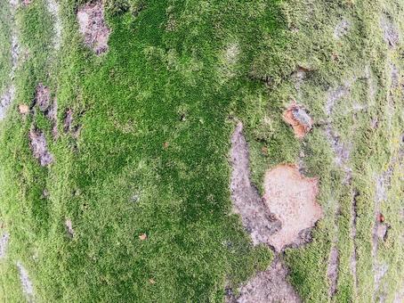 苔と樹皮肌テクスチャー 苔と樹皮肌テクスチャーの写真