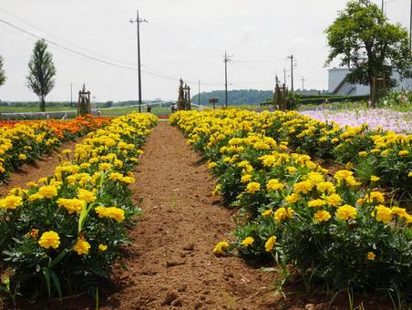 マリーゴールド マリーゴールド マリーゴールド,黄色の花,佐倉ラベンダーランドの写真素材