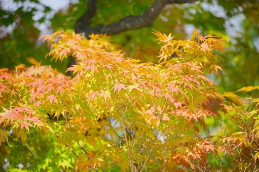もみじの紅葉 もみじの紅葉 紅葉,秋,もみじの写真素材