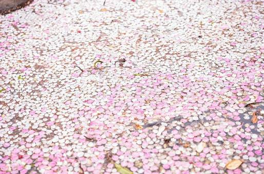 桜のはなびら 桜のはなびら 河津桜,菜の花,佐倉の写真素材
