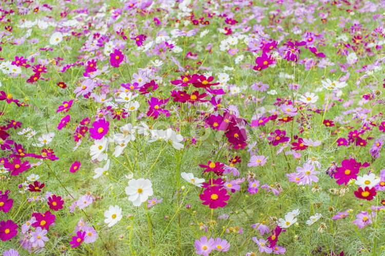 一面のコスモス畑 コスモス,コスモス畑,一面のコスモスの写真素材