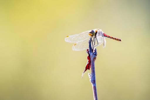 アキアカネ(31) トンボ,アキアカネ,赤とんぼの写真素材