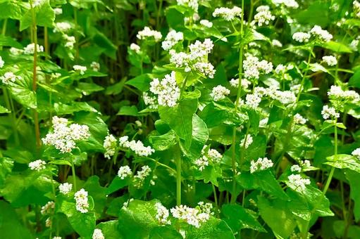 ソバの花6 ソバの花6 ソバ,そば,蕎麦の写真素材