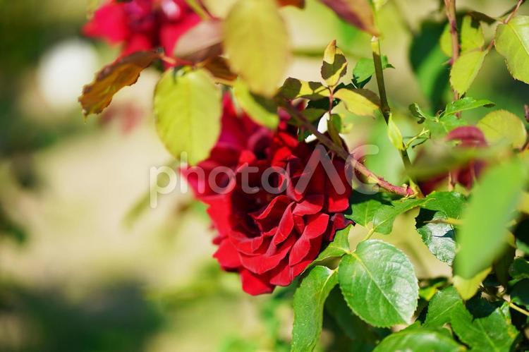 赤い薔薇の風景　1 赤い薔薇,バラ,ばらの写真素材
