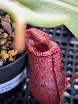 食虫植物 食虫植物の写真