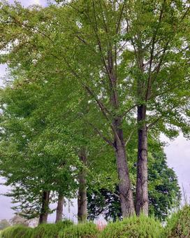 イチョウの木々 銀杏,イチョウ,木の写真素材