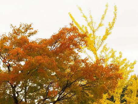 紅葉とイチョウの対比 紅葉とイチョウの対比 紅葉,イチョウ,秋の写真素材