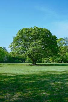 緑の木 緑の木 木,公園,森の写真素材