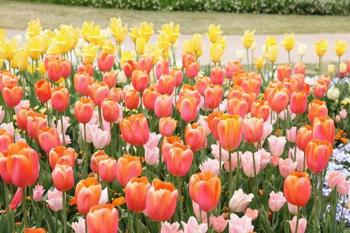 花 花の写真