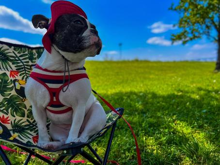 初夏の犬（フレブル&キャンプ）_5 犬,フレブル,肉球の写真素材