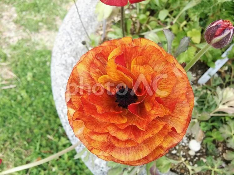 花　花金鳳花　はなきんぽうげ　ハナキンポウゲ　ラナンキュラス　キンポウゲ　とても魅力的　晴れやかな魅力　光輝を放つ　4 花金鳳花,はなきんぽうげ,ハナキンポウゲの写真素材