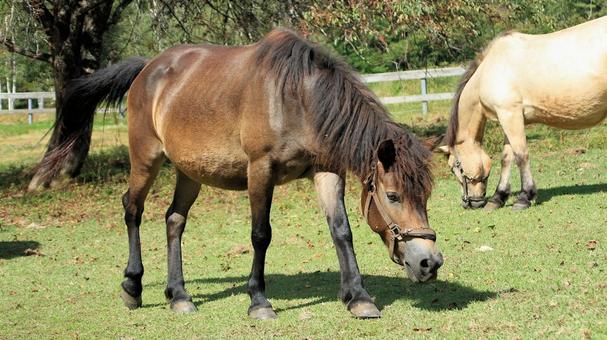 初秋の開田高原放牧場の木曽馬 初秋の開田高原放牧場の木曽馬の写真