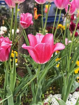 tulips, JPG