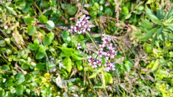 オレガノの花 オレガノ,草花,ハナハッカの写真素材