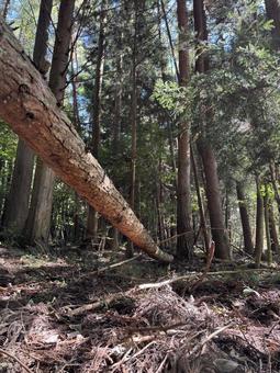 倒木の写真