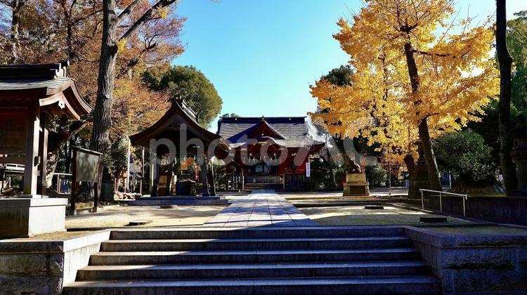千葉県市原市の秋の飯香岡八幡宮 飯香岡八幡宮,千葉,市原の写真素材