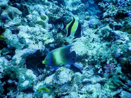 波照間島 魚 波照間島 魚 波照間島,海,ダイビングの写真素材