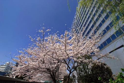 桜_063 桜_063の写真