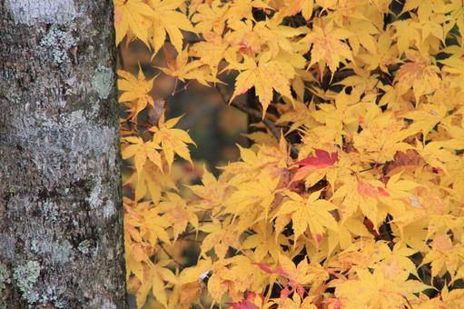 黄色い紅葉 黄色い紅葉の写真