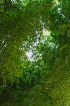 竹林　見沼通船堀公園 竹,竹林,緑の写真素材