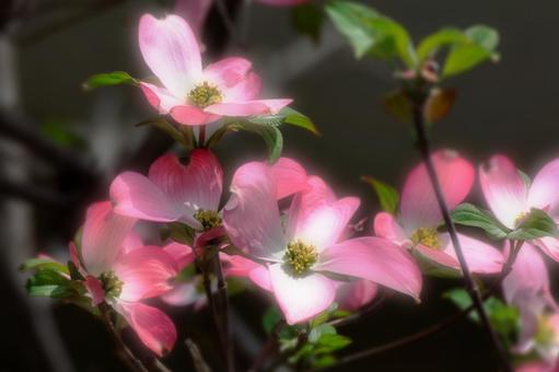 花水木_004 花水木_004の写真