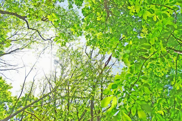 樹木と空 木漏れ日,木洩れ日,樹木の写真素材