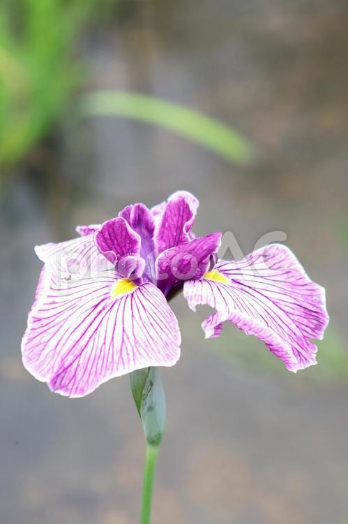 初夏　花菖蒲 植物,花,しょうぶの写真素材