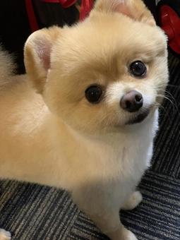 オスだけどはなちゃん オスだけどはなちゃんの写真