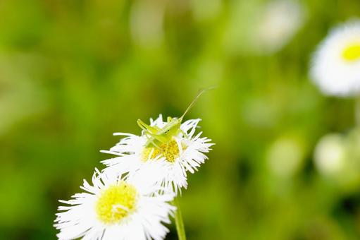 Locusts and buttercups, JPG
