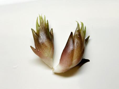 採れたてのミョウガ 1 採れたてのミョウガ 1 みょうが,茗荷,野菜の写真素材