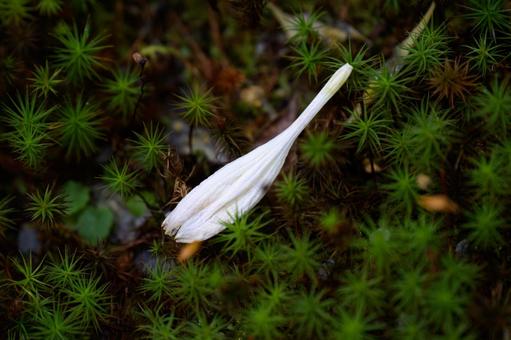大原三千院の苔 大原三千院の苔の写真