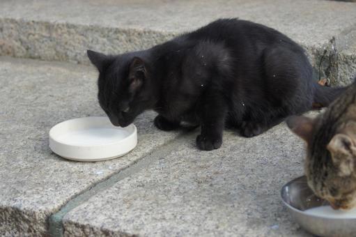 ねこ ねこ のらねこ,にゃんこ,可愛いの写真素材