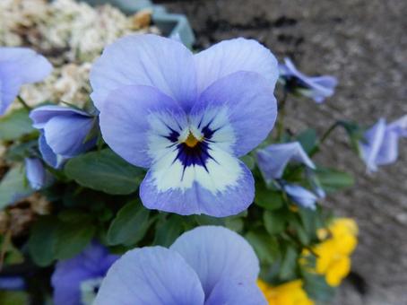 【花の写真】ピオラ ビオラ,三色菫,植物の写真素材