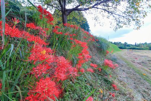 彼岸花 彼岸花 彼岸花,ヒガンバナ,秋の写真素材