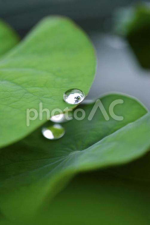 蓮の葉の上の大きな水滴 蓮,ハス,水滴の写真素材